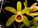 Cattleya luteola